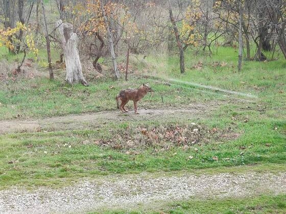 Το τσακάλι στο οικόπεδο του ΚΕΓΕ στην Αλεξανδρούπολη.